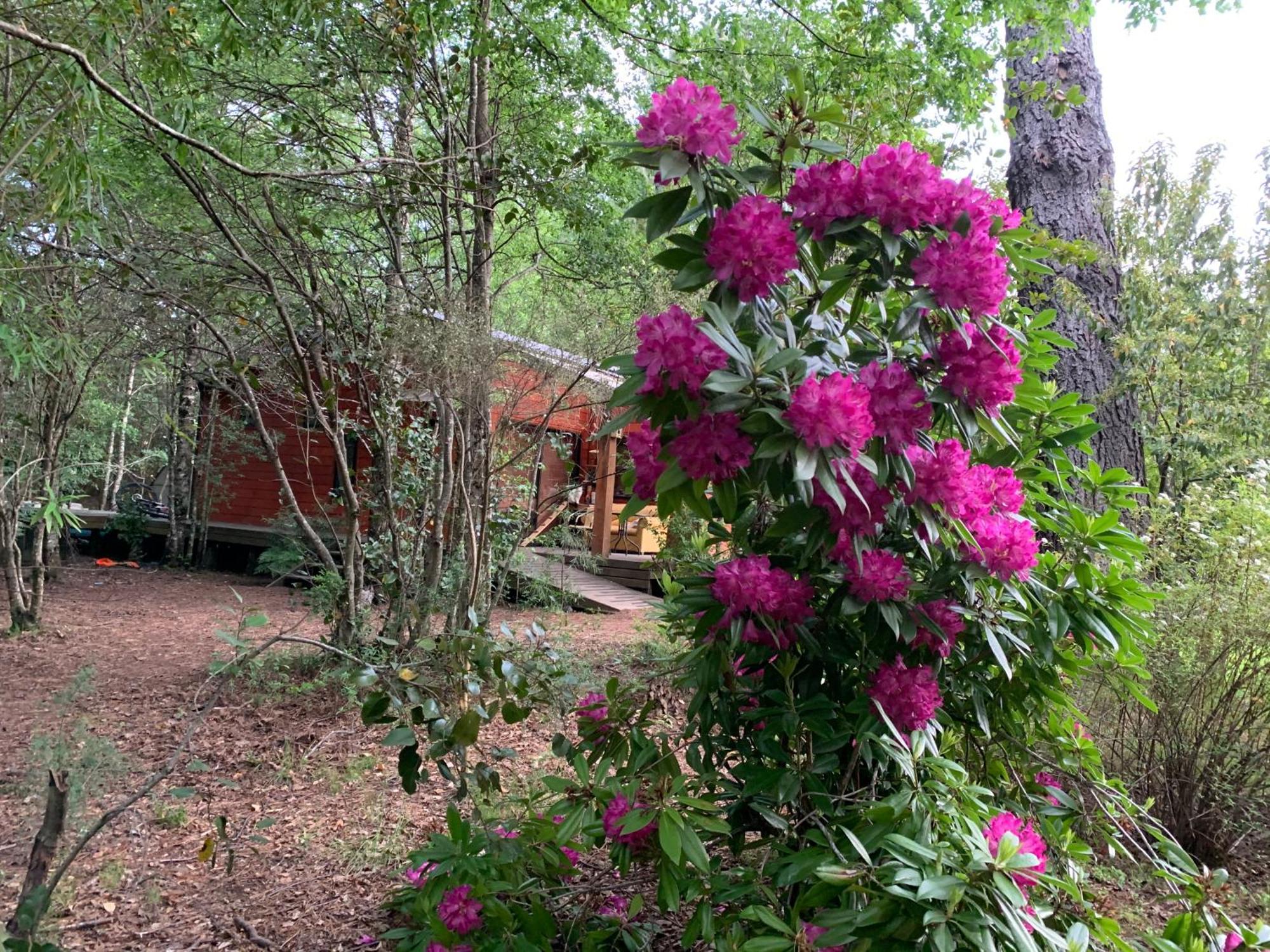 Cabanas Natural Park Lodge Пукон Экстерьер фото